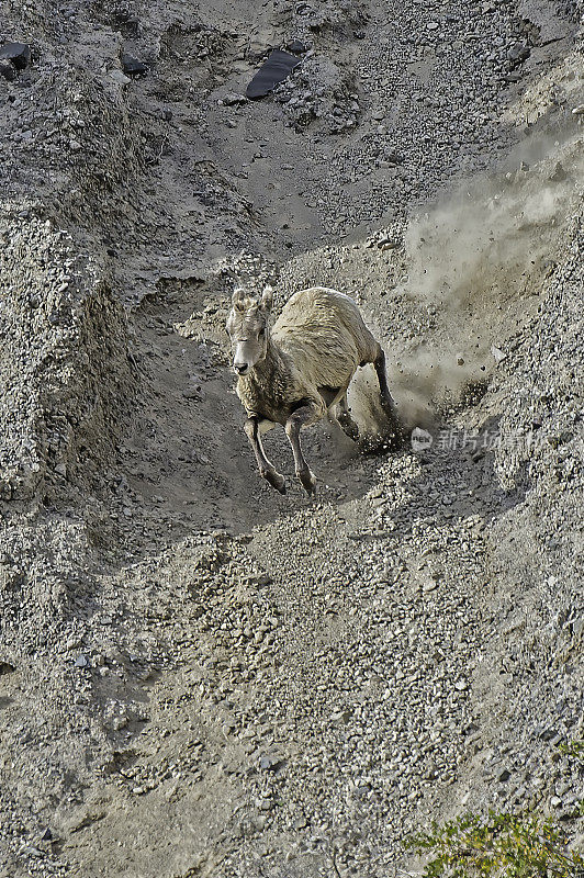 大角羊(Ovis canadensis)是一种原产于北美的绵羊，在怀俄明州的黄石国家公园发现。在几乎垂直的岩壁上行走和跳跃。
